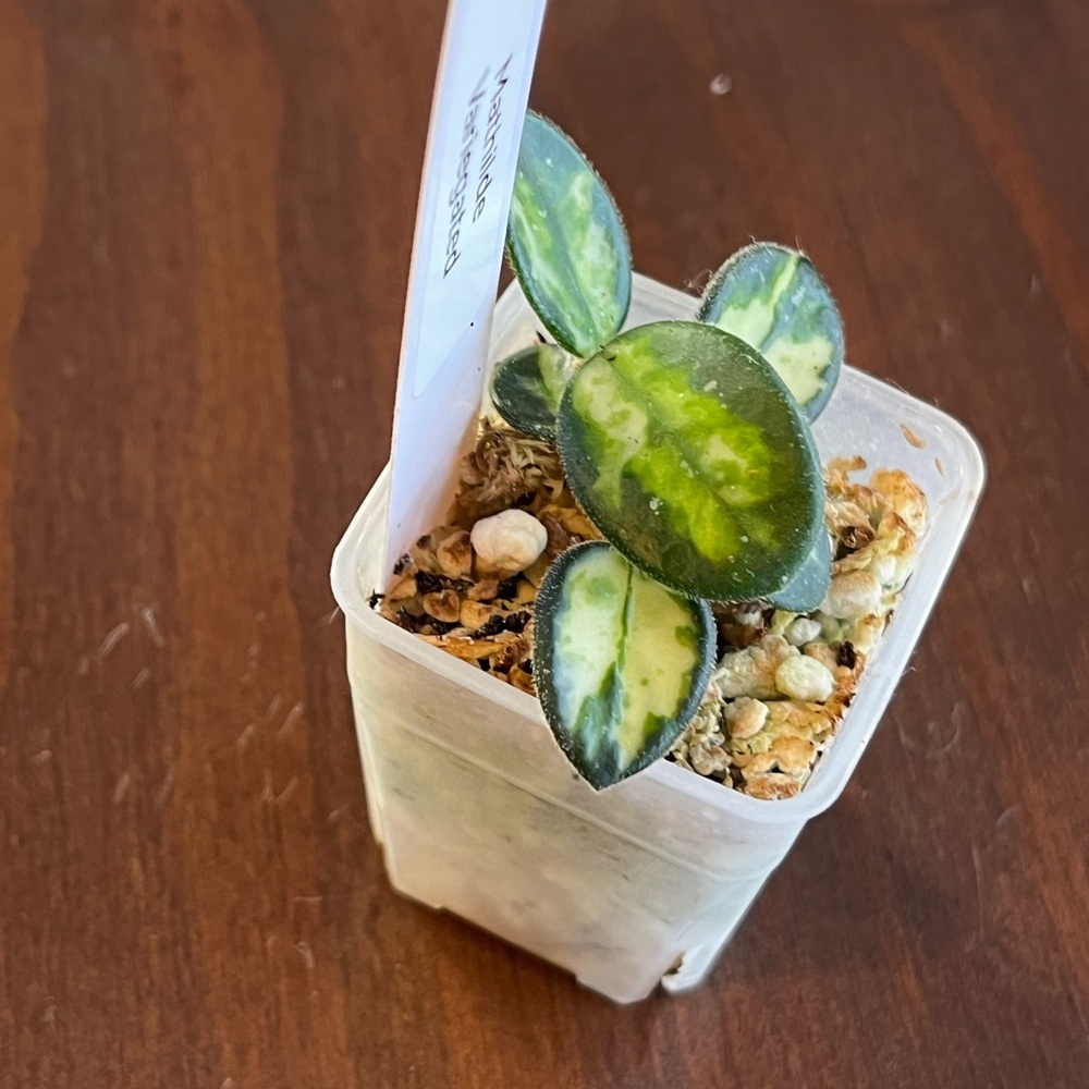 Hoya Mathilde Variegated - Picture 4 of 8